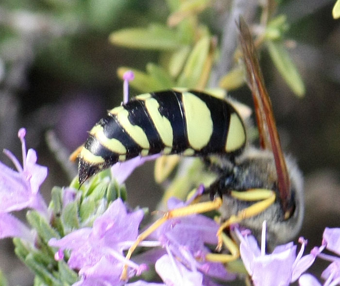 Bembix? No. cfr Stizus sp.